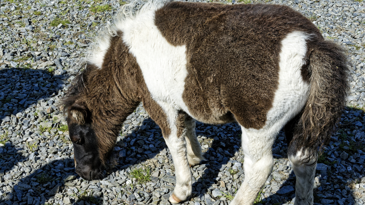 20230727 113144•Scalloway•Shetland•Scotland•UK